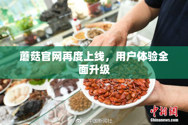 蘑菇官网再度上线，用户体验全面升级