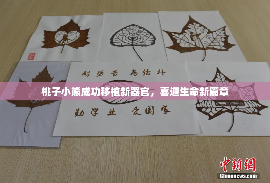 桃子小熊成功移植新器官，喜迎生命新篇章