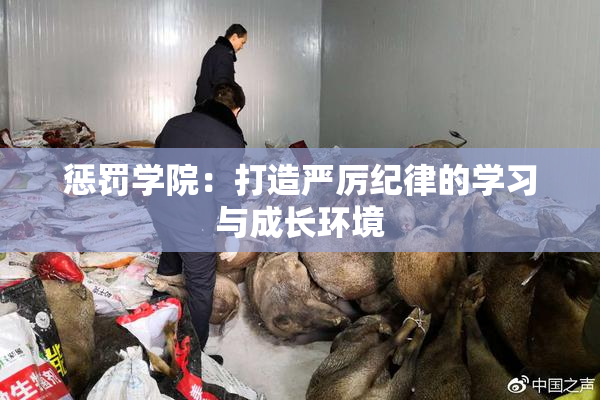 惩罚学院：打造严厉纪律的学习与成长环境