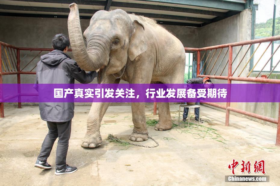 国产真实引发关注，行业发展备受期待