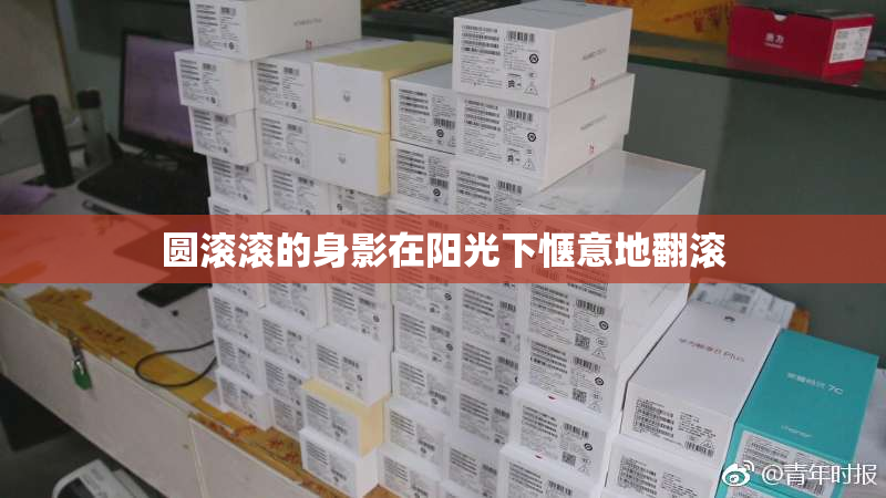圆滚滚的身影在阳光下惬意地翻滚