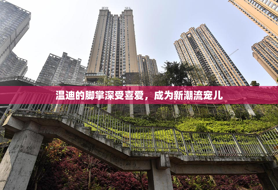 温迪的脚掌深受喜爱，成为新潮流宠儿