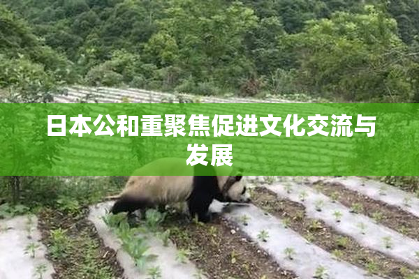 日本公和重聚焦促进文化交流与发展
