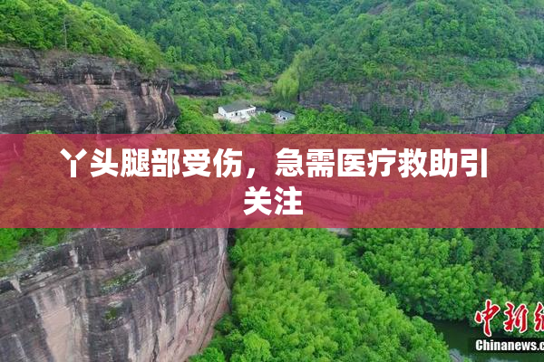 丫头腿部受伤，急需医疗救助引关注