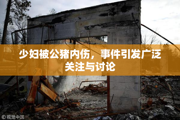 少妇被公猪内伤，事件引发广泛关注与讨论