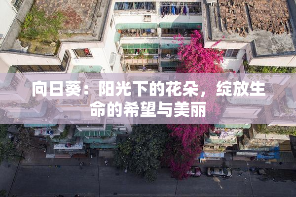 向日葵：阳光下的花朵，绽放生命的希望与美丽