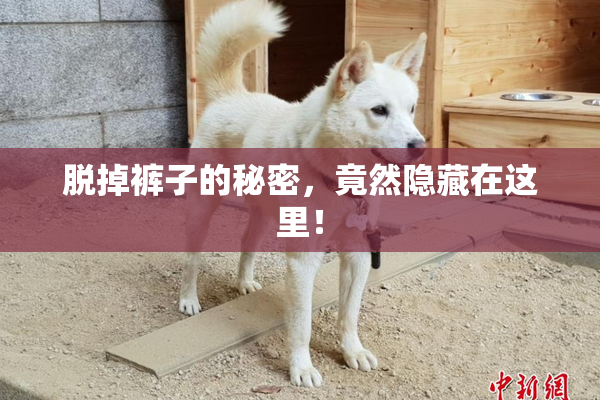 脱掉裤子的秘密，竟然隐藏在这里！