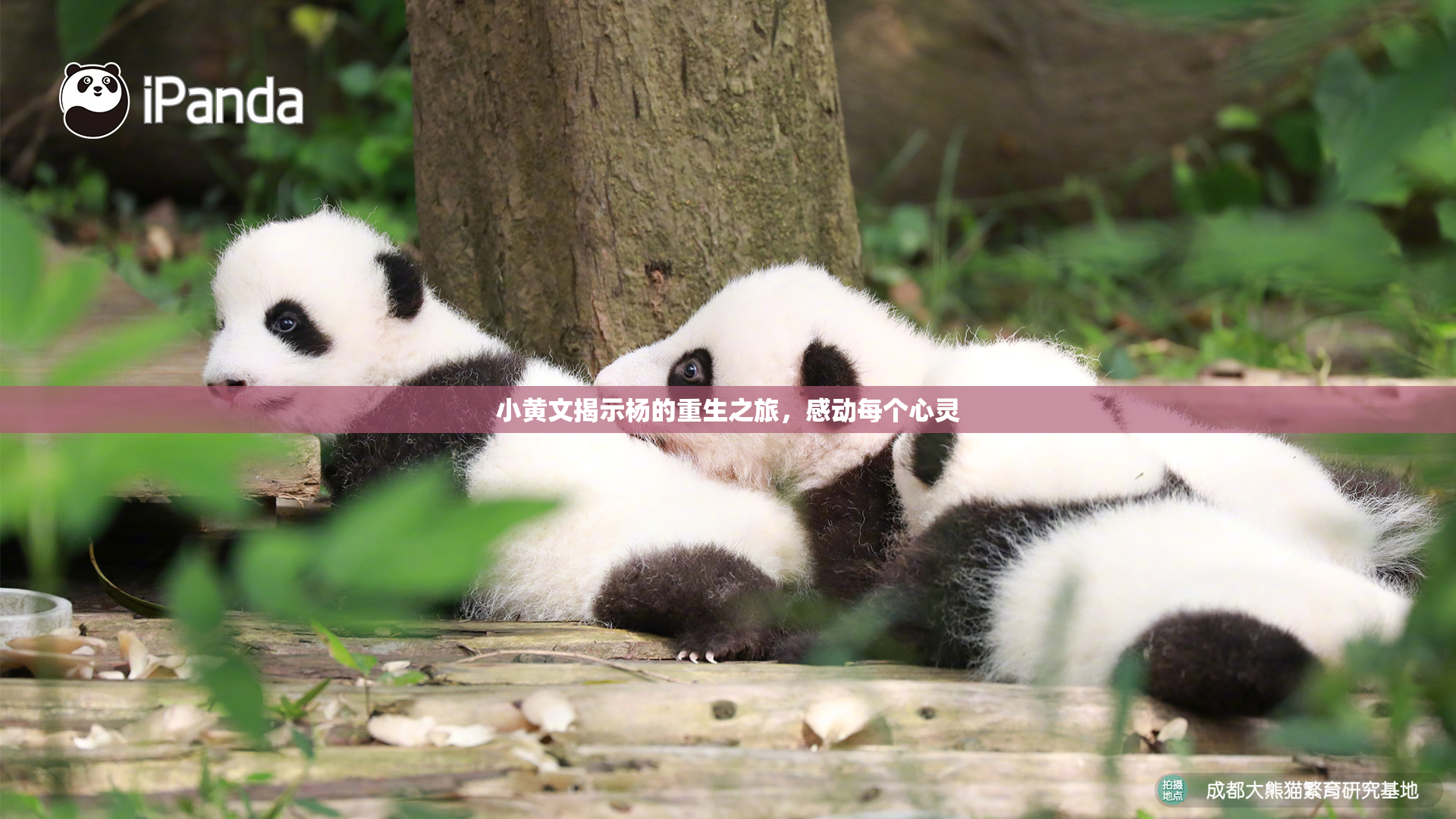 小黄文揭示杨的重生之旅，感动每个心灵