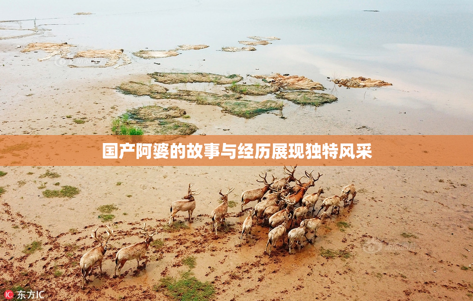 国产阿婆的故事与经历展现独特风采