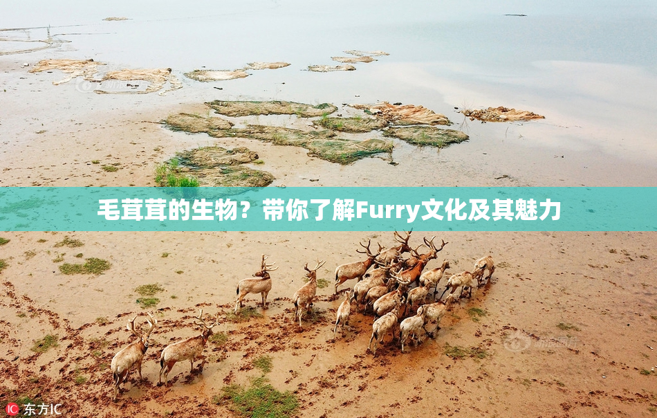 毛茸茸的生物？带你了解Furry文化及其魅力