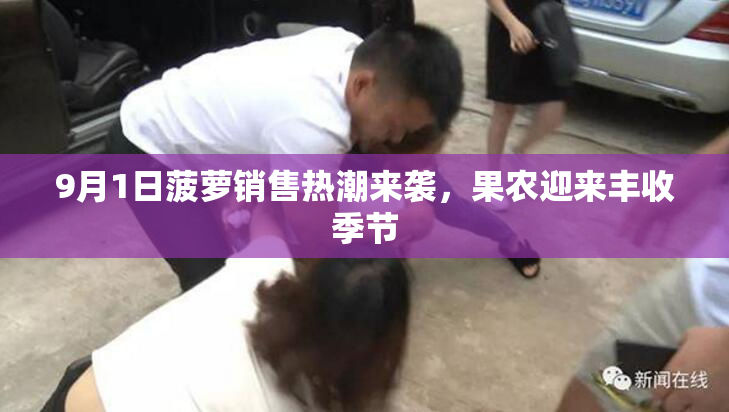 9月1日菠萝销售热潮来袭，果农迎来丰收季节