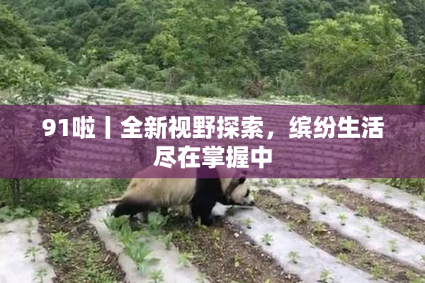 91啦丨全新视野探索，缤纷生活尽在掌握中