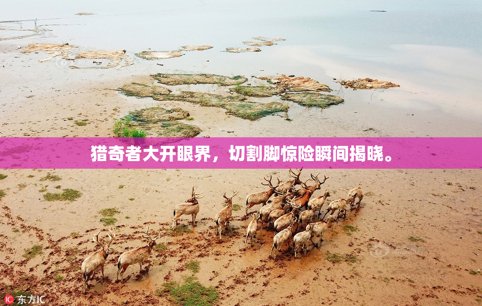 猎奇者大开眼界，切割脚惊险瞬间揭晓。