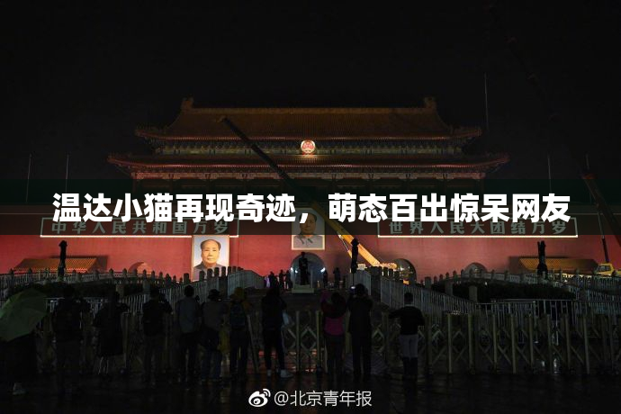 温达小猫再现奇迹，萌态百出惊呆网友