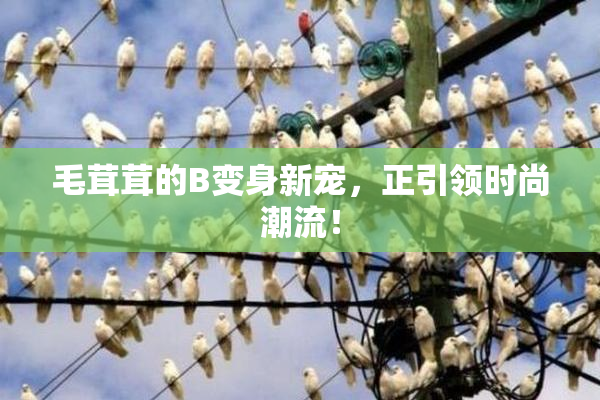 毛茸茸的B变身新宠，正引领时尚潮流！