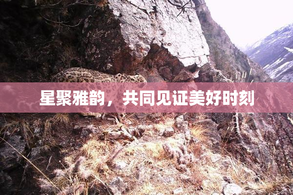 星聚雅韵，共同见证美好时刻