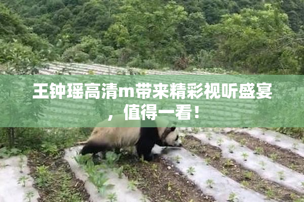 王钟瑶高清m带来精彩视听盛宴，值得一看！