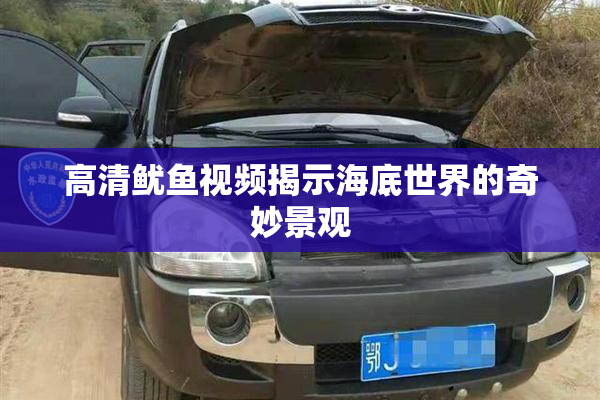 高清鱿鱼视频揭示海底世界的奇妙景观