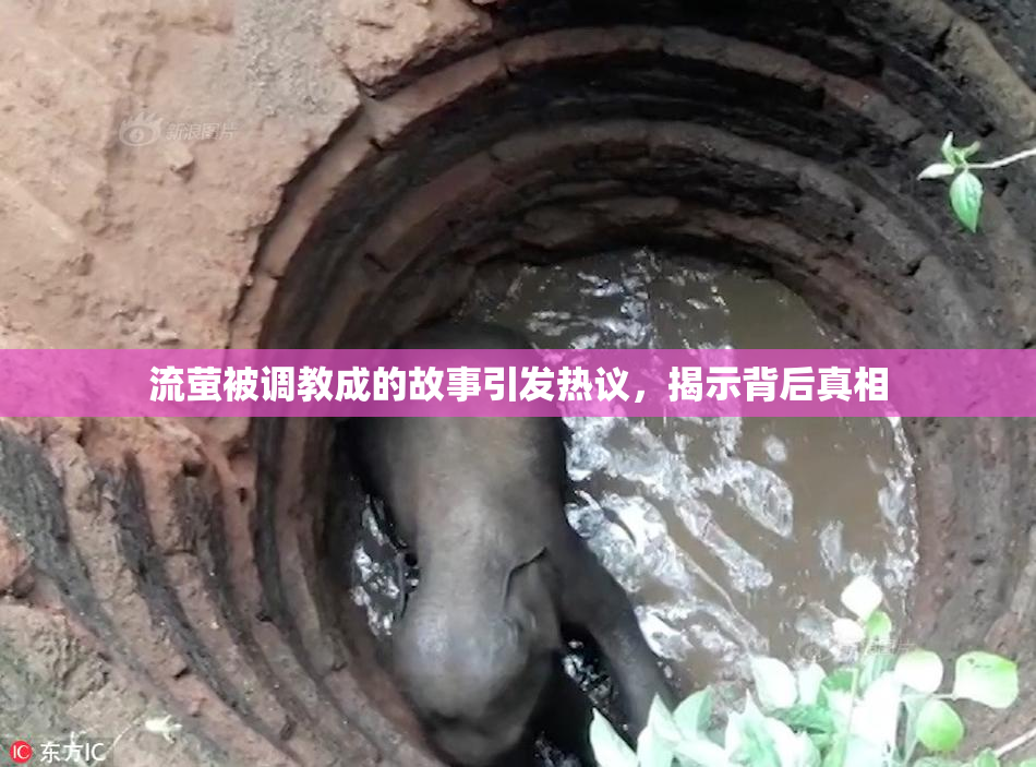 流萤被调教成的故事引发热议，揭示背后真相