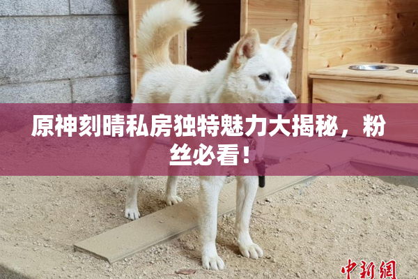 原神刻晴私房独特魅力大揭秘，粉丝必看！