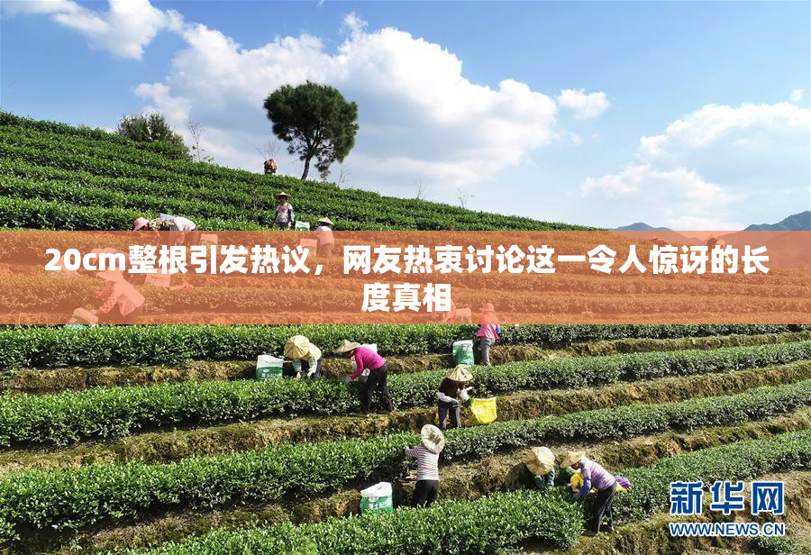 20cm整根引发热议，网友热衷讨论这一令人惊讶的长度真相