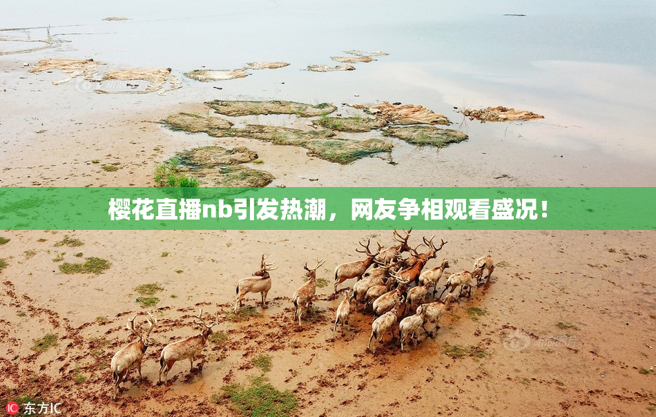 樱花直播nb引发热潮，网友争相观看盛况！