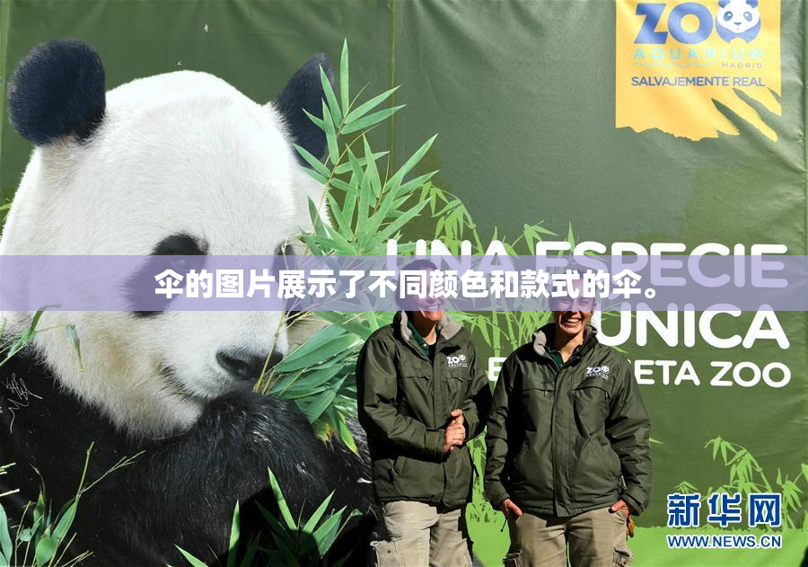 伞的图片展示了不同颜色和款式的伞。