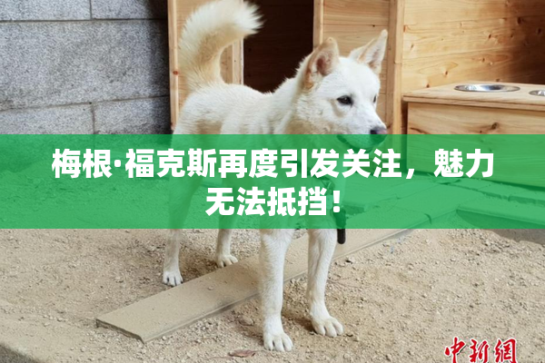 梅根·福克斯再度引发关注，魅力无法抵挡！