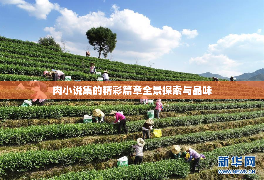 肉小说集的精彩篇章全景探索与品味