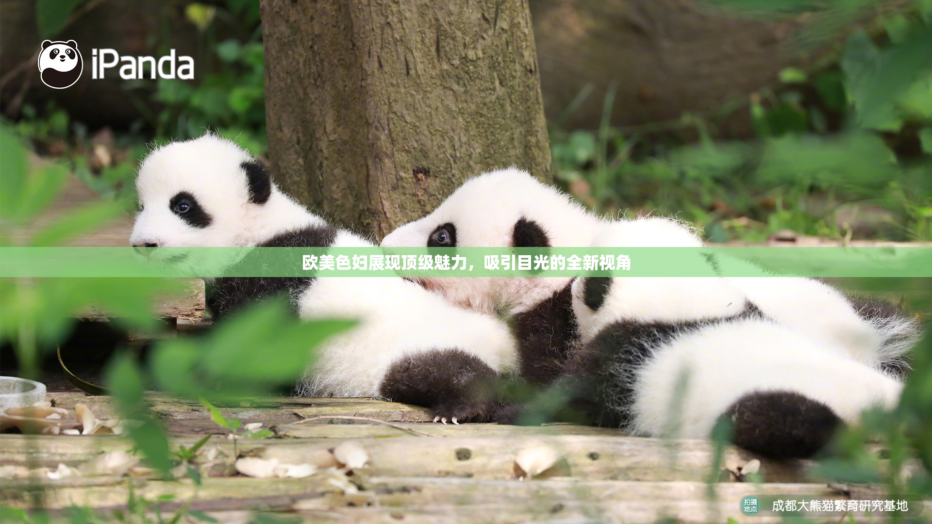 欧美色妇展现顶级魅力，吸引目光的全新视角