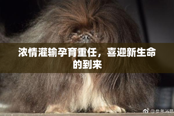 浓情灌输孕育重任，喜迎新生命的到来