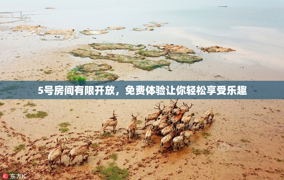 5号房间有限开放，免费体验让你轻松享受乐趣