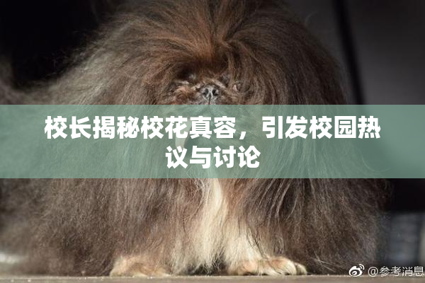 校长揭秘校花真容，引发校园热议与讨论