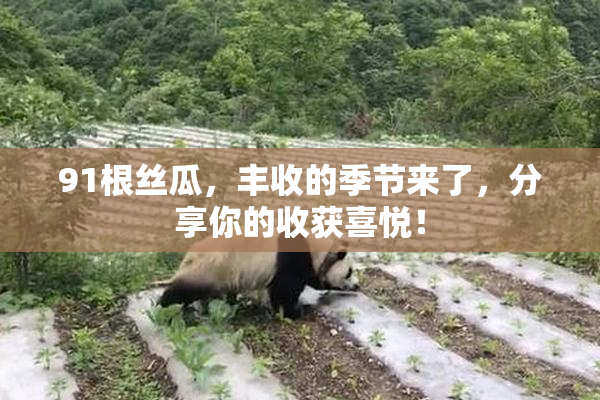 91根丝瓜，丰收的季节来了，分享你的收获喜悦！