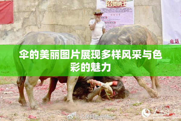 伞的美丽图片展现多样风采与色彩的魅力