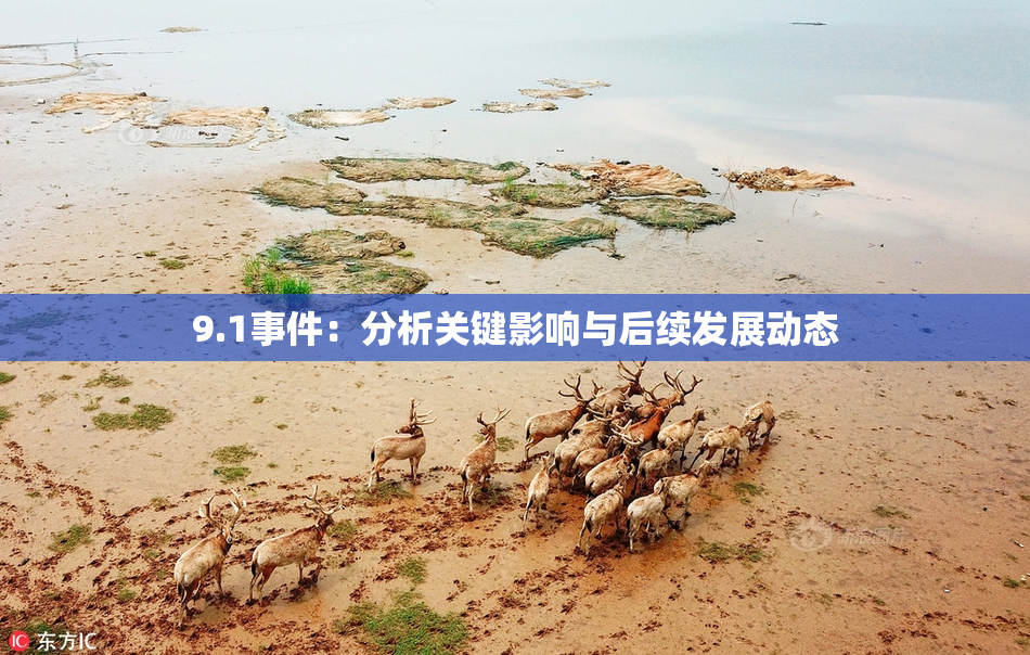 9.1事件：分析关键影响与后续发展动态