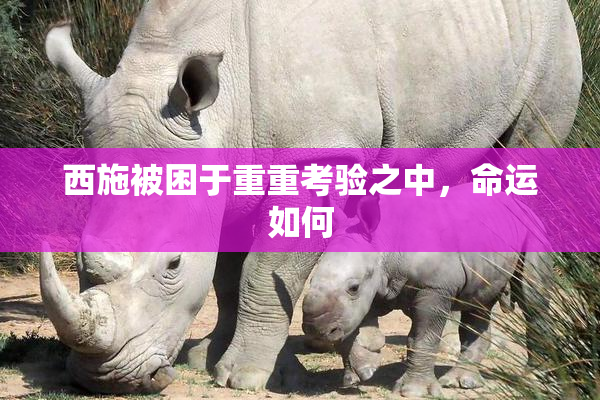 西施被困于重重考验之中，命运如何