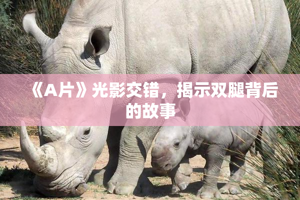《A片》光影交错，揭示双腿背后的故事