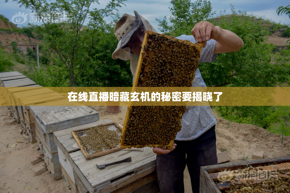 在线直播暗藏玄机的秘密要揭晓了