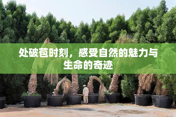 处破苞时刻，感受自然的魅力与生命的奇迹