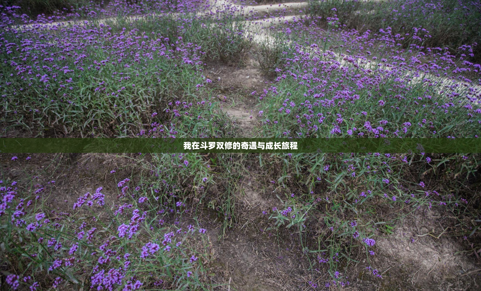 我在斗罗双修的奇遇与成长旅程