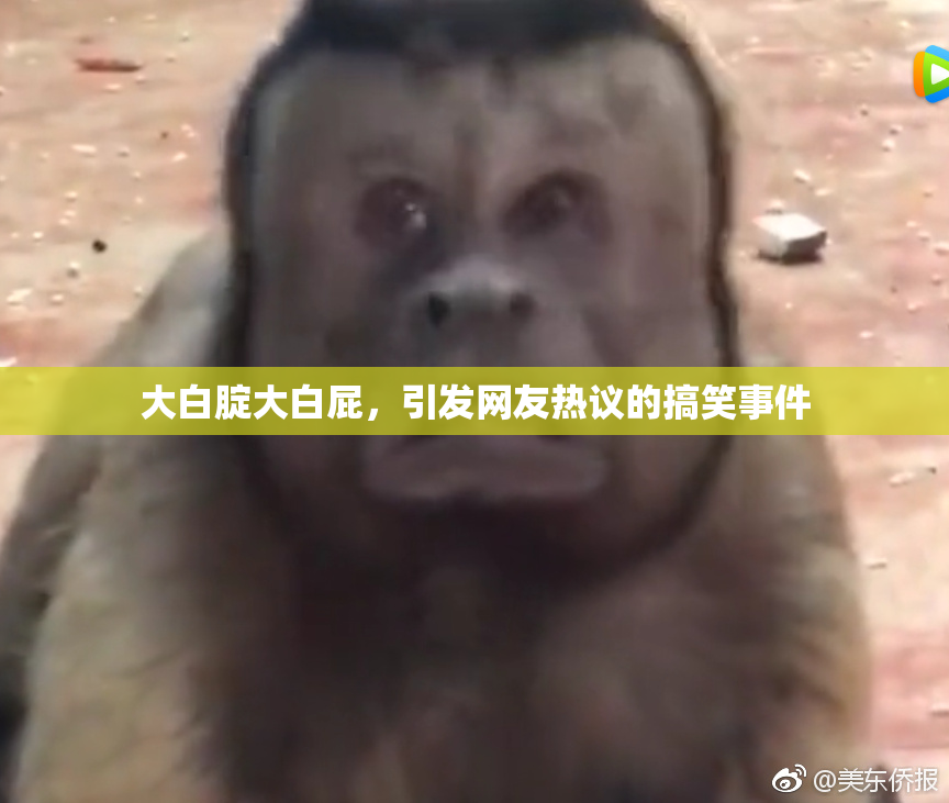 大白腚大白屁，引发网友热议的搞笑事件
