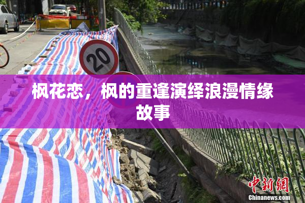 枫花恋，枫的重逢演绎浪漫情缘故事