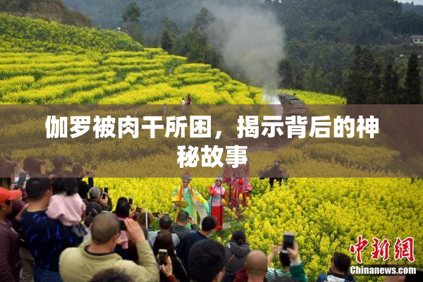 伽罗被肉干所困，揭示背后的神秘故事