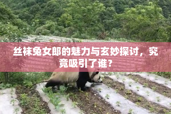丝袜兔女郎的魅力与玄妙探讨，究竟吸引了谁？
