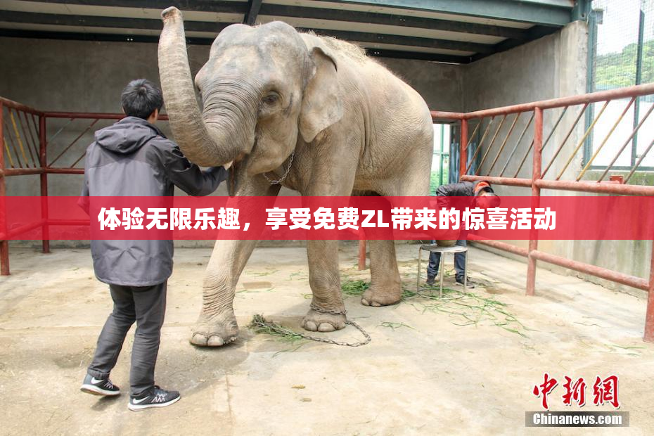 体验无限乐趣，享受免费ZL带来的惊喜活动