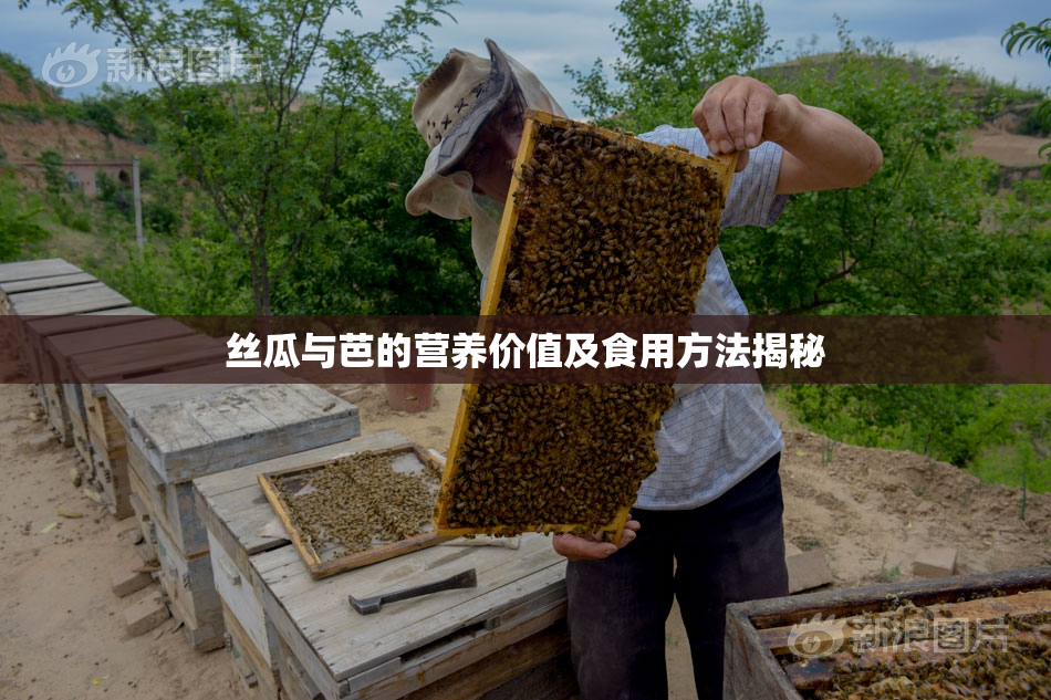 丝瓜与芭的营养价值及食用方法揭秘