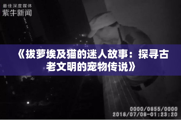 《拔萝埃及猫的迷人故事：探寻古老文明的宠物传说》