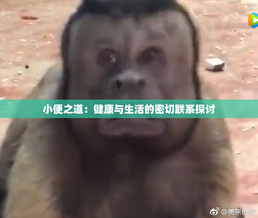 小便之道：健康与生活的密切联系探讨