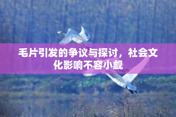 毛片引发的争议与探讨，社会文化影响不容小觑